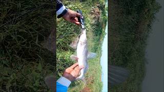 shovelnose catfish caught on silver spinner lure  shortsvideo snakehead spinnerfishing [upl. by Matthiew919]