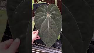 Anthurium Warocqueanum plants shorts shortvideo [upl. by Airuam]