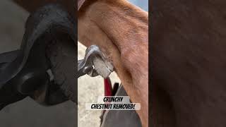 Horse needs its crunchy chestnut removed by a farrier  horse asmr oddlysatisfying animal [upl. by Raviv]