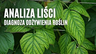 ANALIZA LIŚCI  diagnoza odżywienia roślin [upl. by Cazzie]