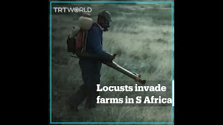 Farms in South Africa invaded by swarms of locusts [upl. by Latsyrd]