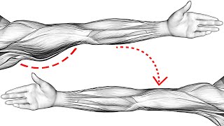 Do This Every Day To Lose Flabby Arms [upl. by Nilek]