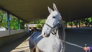 Exzellente Trainings und Zuchtbedingungen​  Jupiter Classical Dressage Pferdezucht Lusitano [upl. by Hamrnand]