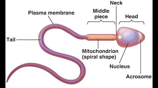 Structure of sperm cell Cell biology [upl. by Ecnerolf710]