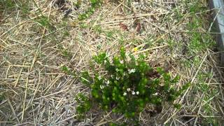 Growing Cranberries without a Bog [upl. by Flieger]