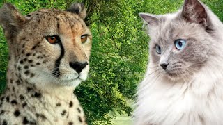 Datos interesantes sobre los FELINOS  Documental [upl. by Thadeus699]