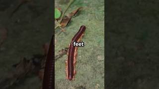 Unique facts about Arthropleura centipede shorts animals facts [upl. by Tali]