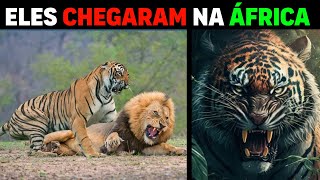 TIGRES ESTÃO VIVENDO NA ÁFRICA  Conheça a surpreendente reserva Tiger Canyon [upl. by Nahtanha]