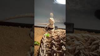 Bearded dragon eating 🤯 [upl. by Pacificas]