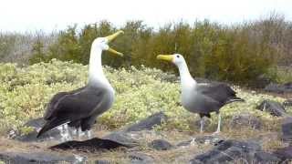 Espanola Albatros Courting Dance  Galapagos Trip 2013 [upl. by Margaux]