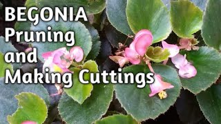 How To Propagate And Prune BEGONIA [upl. by Eirallam]