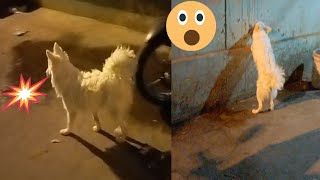 Indian Spitz dog barking loudly  dog barking  Indian Spitz dog loudly barking [upl. by Toor]