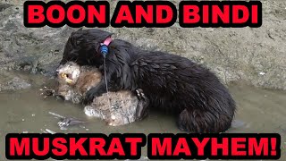 6 Muskrats Caught by Bindi and Boon [upl. by Yentiw516]