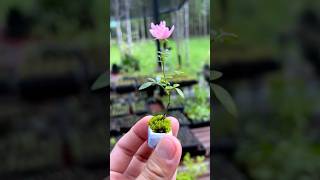 Mini rose 🌹 bonsai bonsai india craft ideas usa trending shortvideo share mini rose [upl. by Westphal]