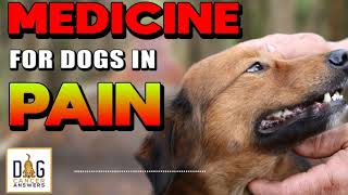 Medicine for Dogs in Pain  Dr Demian Dressler Deep Dive [upl. by Anilehs]