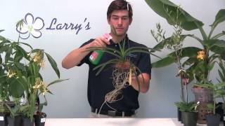 Vanda Orchid 101  How To Fertilize [upl. by Cassilda]