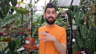 Philodendron plowmanii care and tips [upl. by Akimat622]