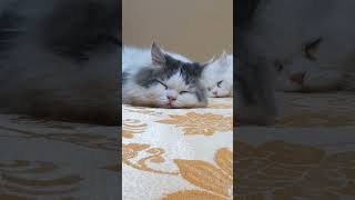 Sleeping persian cats shortscat shorts cute🐈🐈🐈🐈🐈🐈🐈🐈🐈🐈🐈 [upl. by Truman]