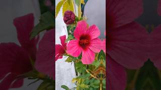 Roselle Plant🌿Hibiscus Sabdariffa✨Ambadi Plant🔥Gongura Ka Ped Kaisa Hota Haiashasgardenstoryshorts [upl. by Nancey]