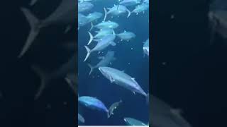 How To Catch Plenty Fish 😀♥️🙏Talk [upl. by Cornish965]