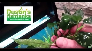 How to plant Rhizomes in aquarium Anubias and Java Fern [upl. by Anitaf88]