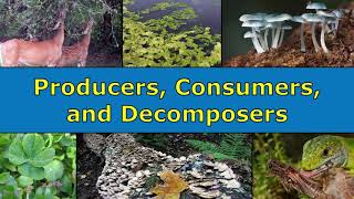 Producers Consumers and Decomposers Overview [upl. by Towroy313]