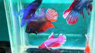 betta fish breedingadu ikan cupang bagan beli onlineikan cupang aduan galak [upl. by Saxon434]