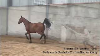 Everstar HZ Etoile van de Neerheide Z x Lavallino Ter Klomp gelding °2021 Belgian Horse Trading [upl. by Yonina152]