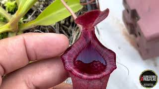 Nepenthes Ventricosa Planta carnívora e seus híbridos crescendo em lowland [upl. by Tyson]