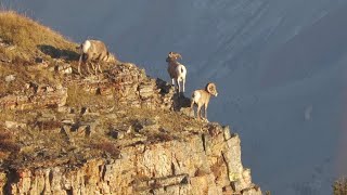 Alberta Archery Big Horn Sheep Hunt Part One [upl. by Dorene]