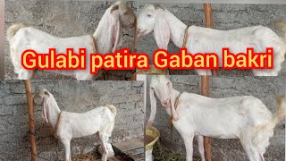 9177426523  Bumper offer gulabi patira Gaban bakri for sale in bandalguda hyd recommended [upl. by Llerrod]