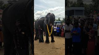 kerala elephant video [upl. by Barstow]