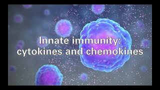 Innate immunity cytokines and chemokines [upl. by Dudley758]