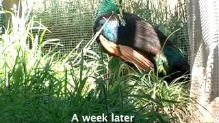 Green Peafowl  parent rearing [upl. by Josi474]