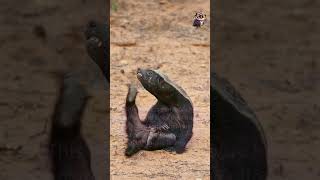 Honey Badger didyouknow facts [upl. by Regnij]