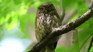 Воробьиный сыч сова вылетает на прогулку Glaucidium passerinum [upl. by Irita]