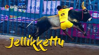 Jallikattu  Traditional Event  Mattu Pongal  Tamil Nadu [upl. by Amathiste]