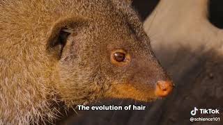 Evolution of Hair in Mammals [upl. by Carr573]