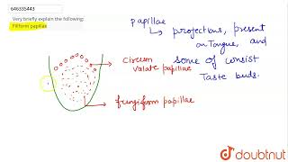 Very briefly explain the following Filiform papillae  CLASS 10  NERVOUS SYSTEM AND SENSE ORG [upl. by Cahilly]