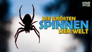 Spinnen in der Größe einer Pizza Die GRÖßTEN Spinnen der Welt [upl. by Tranquada266]