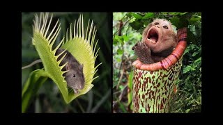 Most Dangerous Plants That Eat Animals  Zafar Informative [upl. by Mozart]