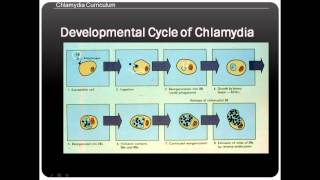 Chlamydia life cycle [upl. by Rapsac]