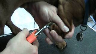 How to clip nails on a Daschund [upl. by Childs]