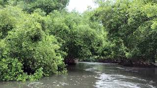 mangrove forest Pondicherry 4 [upl. by Yclehc620]