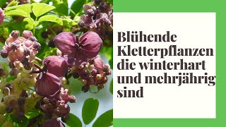 13 Blühende Kletterpflanzen die winterhart und mehrjährig sind [upl. by Schweiker]