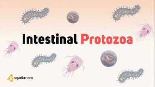 parasitology 3 endoparasite protozoa intestinal protozoa Ehistolytica ph sarcomastigophora [upl. by Cleave]