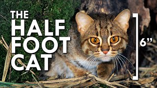 Rusty Spotted Cat The Smallest Cat In The World [upl. by Eem]