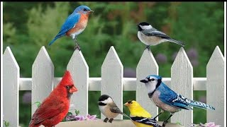 LIVE Daily PIP Bird 🎼 Chorus Hummingbirds Cardinals Bluebirds Finches Jays Woodies No Ads [upl. by Ayar797]