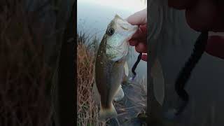 In God fishing caught a Largemouth Spotted Bass at a private pond in Dennard Arkansas [upl. by Uziel830]