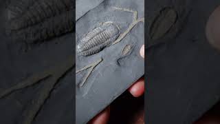 A trilobite with extra legs on its head science biology archaeologynews [upl. by Shu]